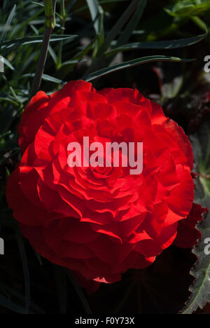 Rosso brillante begonia tuberosa Foto Stock