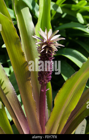 Eucomis comosa " spumante " Borgogna Foto Stock