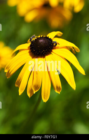 Sullivanti Rudbeckia Goldsturm "" Foto Stock