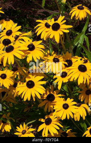 Sullivanti Rudbeckia Goldsturm "" Foto Stock