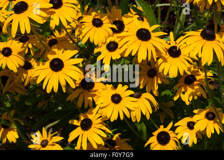 Sullivanti Rudbeckia Goldsturm "" Foto Stock