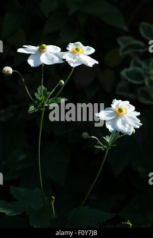 Anemone x hybrida "Honorine Jobert' Foto Stock