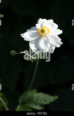 Anemone x hybrida "Honorine Jobert' Foto Stock