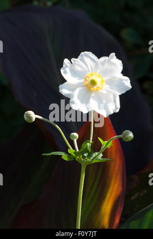 Anemone x hybrida "Honorine Jobert' Foto Stock