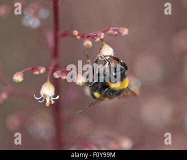 Un grazioso Bumblebee su un impianto di rosso con fiori di colore bianco Foto Stock