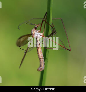 Una gru Fly appollaiato su un coltello verde di erba Foto Stock