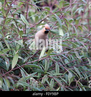 Un grazioso Bohemian Waxwing, nota anche semplicemente come Waxwing, arroccato su una boccola Foto Stock