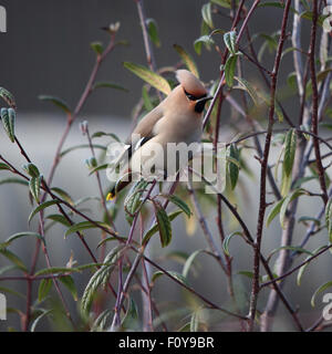 Un grazioso Bohemian Waxwing, nota anche semplicemente come Waxwing, arroccato su una boccola Foto Stock