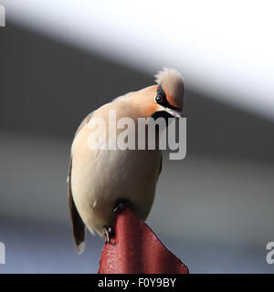 Un grazioso Bohemian Waxwing, nota anche semplicemente come Waxwing, appollaiato su un recinto rosso, close-up Foto Stock