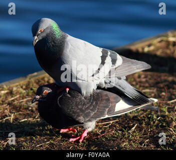 Un paio di piccioni selvatici giocare intorno Foto Stock