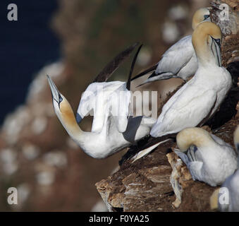 Un grazioso Northern Gannet tenendo fuori dal suo nido Foto Stock