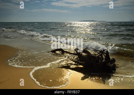 Driftwood sulla spiaggia al tramonto, le onde in esecuzione fino alla spiaggia catturare il sole glinting off il mare. Foto Stock