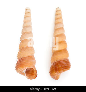 Torre comune Shell (Turritella Communis) Foto Stock