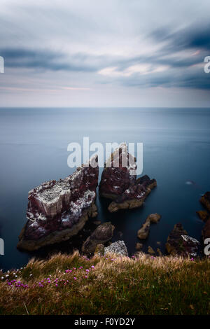 Grandi colonie di guillemots e nidificazione kittiwakes sul mare di pile a St Abb di testa (Scozia) al tramonto Foto Stock