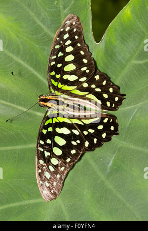 Coda di jay butterfly, Graphium Agamennone, un Australasian tropicali specie a coda di rondine Foto Stock