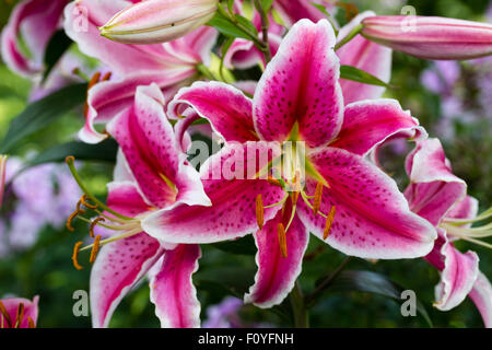 Con i bordi bianchi fiori rosa della Oriental lily, Lilium 'Stargazer' Foto Stock