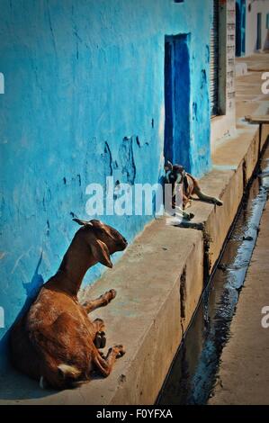 Due capre a prendere il sole contro un blu brillante parete, dall'aprire le grondaie in Orchha village, Madhya Pradesh, India del Nord. Foto Stock