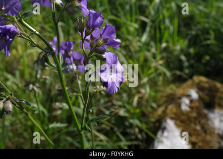 Jacobs fiore della scaletta, Polemonium Caeruleum Foto Stock