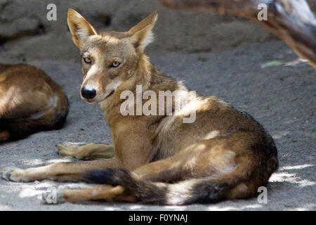 El Ocotal e, in Honduras. 23 Ago, 2015. Un coyote si è visto all'animale recue center " El Ocotal e' vicino a Sabanagrande, Francisco Morazan reparto, Honduras, su agosto 23, 2015. © Rafael Ochoa/Xinhua/Alamy Live News Foto Stock