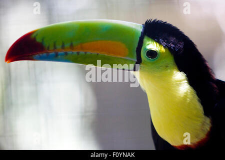 El Ocotal e, in Honduras. 23 Ago, 2015. Un tucano si è visto all'animale recue center " El Ocotal e' vicino a Sabanagrande, Francisco Morazan reparto, Honduras, su agosto 23, 2015. © Rafael Ochoa/Xinhua/Alamy Live News Foto Stock