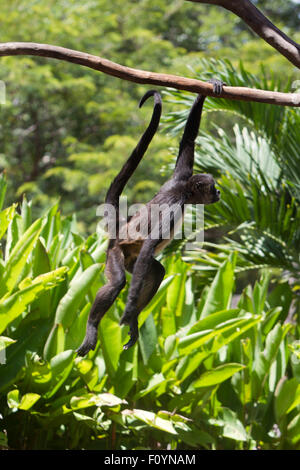 El Ocotal e, in Honduras. 23 Ago, 2015. Una scimmia ragno si è visto all'animale recue center " El Ocotal e' vicino a Sabanagrande, Francisco Morazan reparto, Honduras, su agosto 23, 2015. © Rafael Ochoa/Xinhua/Alamy Live News Foto Stock