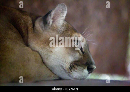 El Ocotal e, in Honduras. 23 Ago, 2015. Un cougar si è visto all'animale recue center " El Ocotal e' vicino a Sabanagrande, Francisco Morazan reparto, Honduras, su agosto 23, 2015. © Rafael Ochoa/Xinhua/Alamy Live News Foto Stock