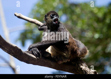 El Ocotal e, in Honduras. 23 Ago, 2015. Una scimmia ragno si è visto all'animale recue center " El Ocotal e' vicino a Sabanagrande, Francisco Morazan reparto, Honduras, su agosto 23, 2015. © Rafael Ochoa/Xinhua/Alamy Live News Foto Stock