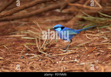 Splendida Fata Wren (Malurus splendens) Foto Stock