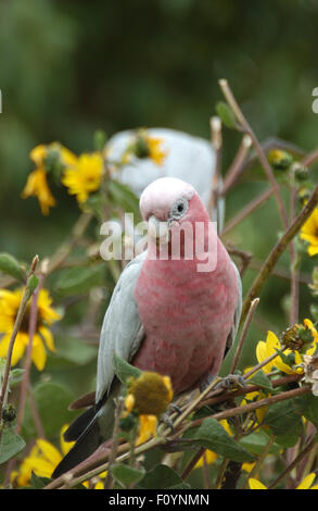 Il Galah (Eolophus roseicapilla) noto anche come la rosa-breasted cockatoo, Australia occidentale Foto Stock