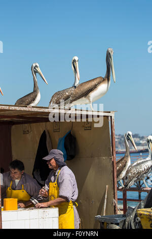 I pescatori al mercato del pesce, Caleta Portales, Valparaiso, Cile Foto Stock