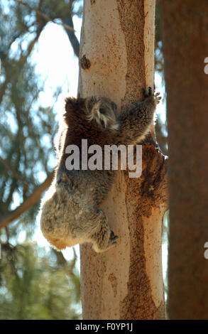 Koala (Phascolarctos cinereus) sale su un albero in Australia Occidentale Foto Stock