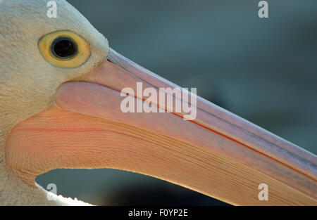 Close-up del becco e occhio di un australiano Pellicano (Pelecanus conspicillatus) Foto Stock