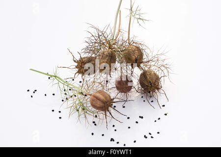 Nigella damascena 'gioielli persiano' seedhead. L'amore-nel-mist seedpod. Foto Stock