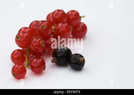 Ribes rosso e ribes nero su uno sfondo bianco. Foto Stock