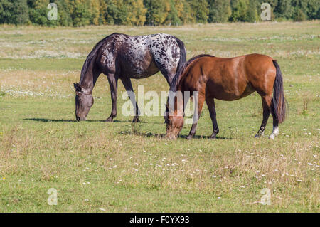 Due cavalli pascolano sulla giornata di sole sul campo verde Foto Stock