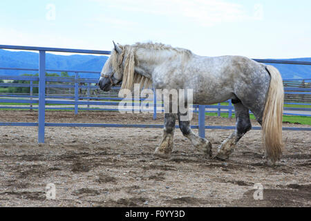 Bellissimo stallone completo grigio razza Percheron. Foto Stock