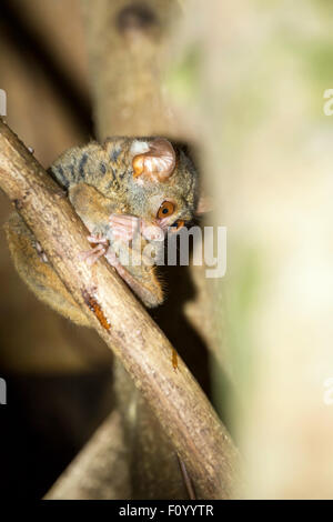 Molto rare Spectral Tarsier, Tarsius spectrum,Tangkoko National Park, a Sulawesi, Indonesia, il più piccolo al mondo primate, vero wil Foto Stock