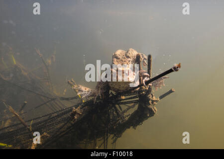 Rospi comuni (Bufo bufo) subacquea di accoppiamento nelle zone di riproduzione, corde riproduttiva attaccato alle piante, Turingia, Germania Foto Stock