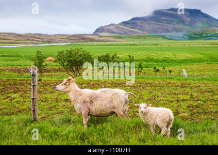 Pecora con agnello sua, in un prato, Islanda Foto Stock