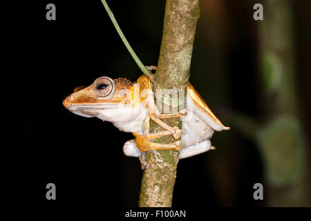 Borneo eared frog (Polypedates otilophus), scena notturna, Kubah National Park, Stati di Sarawak, nel Borneo, Malaysia Foto Stock