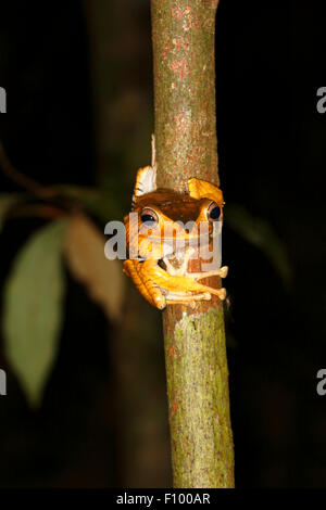 Borneo eared frog (Polypedates otilophus), scena notturna, Kubah National Park, Stati di Sarawak, nel Borneo, Malaysia Foto Stock