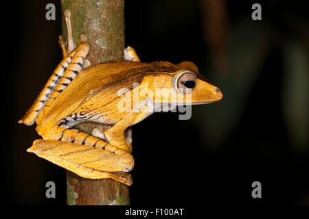 Borneo eared frog (Polypedates otilophus), scena notturna, Kubah National Park, Stati di Sarawak, nel Borneo, Malaysia Foto Stock