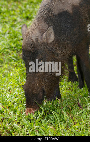 Bornean barbuto maiale (Sus barbatus), Bako National Park, Stati di Sarawak, nel Borneo, Malaysia Foto Stock