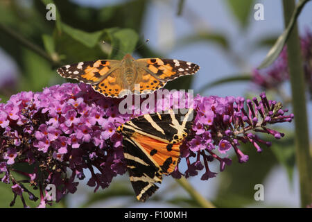 Dipinto di lady & jersey tiger moth Foto Stock