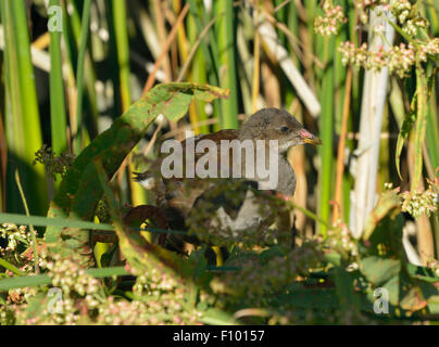 I capretti - Moorhen Gallinula chloropus nel letto di reed Foto Stock