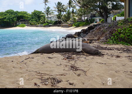 Hawaiian Foca Monaca in appoggio sulla spiaggia Foto Stock