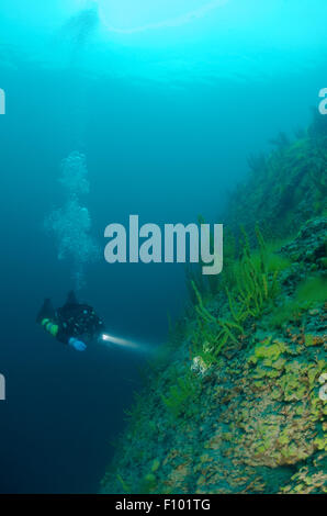 Lago Baikal, Siberia, Russia. 15 ottobre, 2014. Diver & Demosponge (Lubomirskia baicalensis), il lago Baikal, Siberia, Federazione Russa, Eurasia. © Andrey Nekrasov/ZUMA filo/ZUMAPRESS.com/Alamy Live News Foto Stock