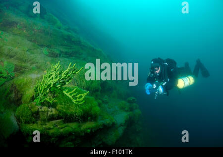 Lago Baikal, Siberia, Russia. 15 ottobre, 2014. Diver & Demosponge (Lubomirskia baicalensis), il lago Baikal, Siberia, Federazione Russa, Eurasia. © Andrey Nekrasov/ZUMA filo/ZUMAPRESS.com/Alamy Live News Foto Stock