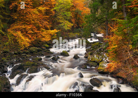 Fiume attraverso i colori autunnali presso l'eremo vicino a Dunkeld in Scozia. Foto Stock