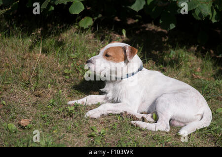 Parson Jack Russell Terrier sdraiati sull'erba a backyard Foto Stock